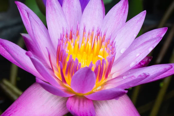 Fiori di loto o fiori di giglio d'acqua in fiore — Foto Stock