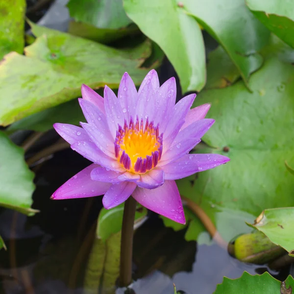 Flores de loto o flores de lirio de agua floreciendo — Foto de Stock