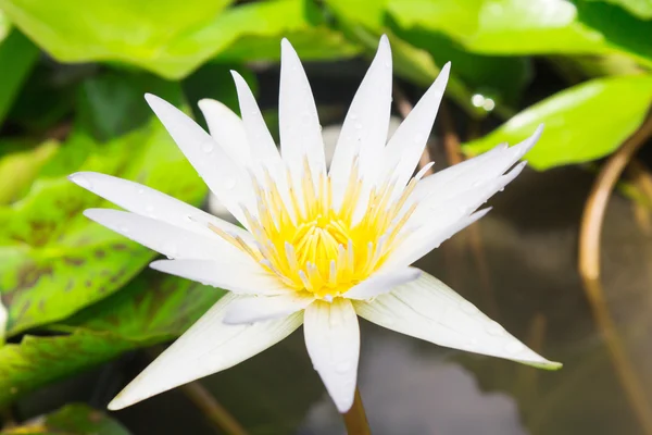 Lotus blossoms or water lily flowers blooming — Stock Photo, Image