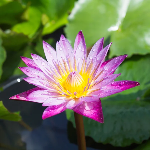 Fiori di loto o fiori di giglio d'acqua in fiore — Foto Stock