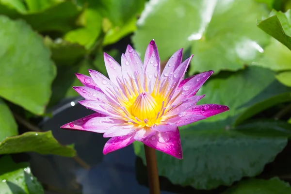 Flores de loto o flores de lirio de agua floreciendo — Foto de Stock