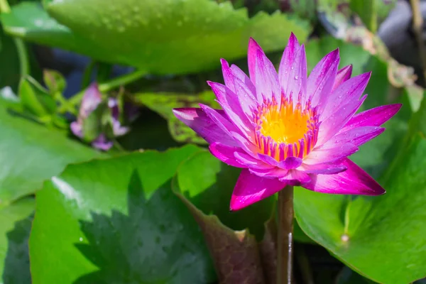 莲花盛开或水中百合鲜花盛开 — 图库照片