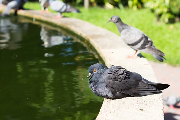 プールに鳩 — ストック写真