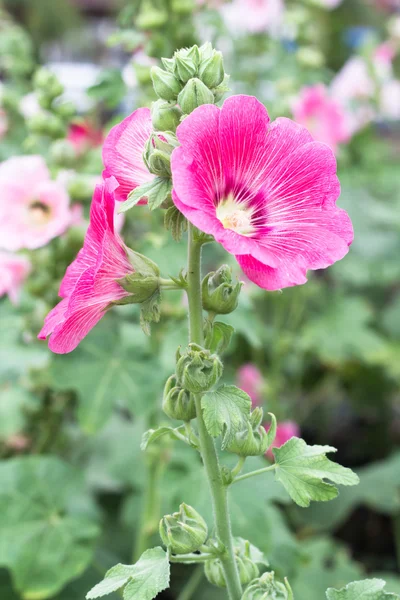 Beautiful pink flower in garden — Stock Photo, Image