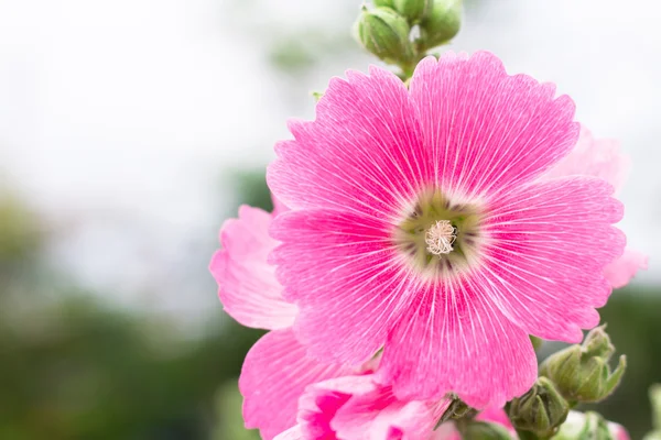 Beautiful pink flower in garden — Stock Photo, Image