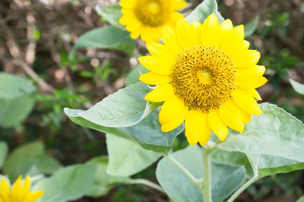 Sunflower — Stock Photo, Image