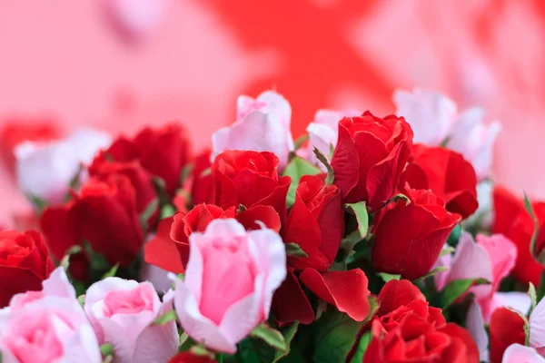 Kırmızı ve pembe güller için arka plan yakın çekim — Stok fotoğraf