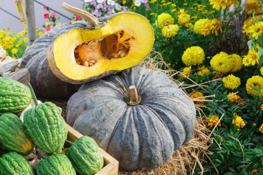 kabak ve acı kavun saman sarı çiçek yakın koymak