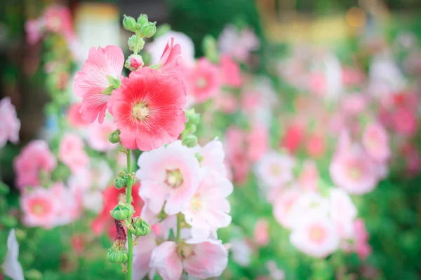 Beautiful pink flower in garden — Stock Photo, Image