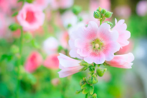 Beautiful pink flower in garden — Stock Photo, Image
