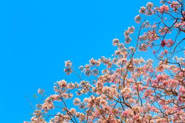 tabebuia rosea ve metin için boş yer