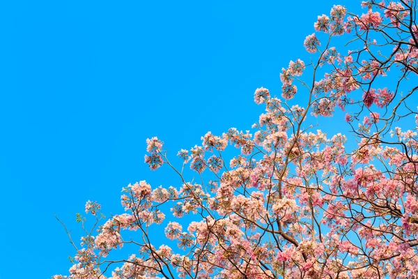 tabebuia rosea ve metin için boş yer