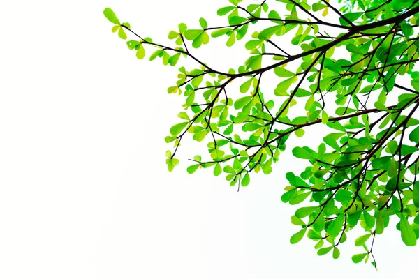 Green leaves on white background and empty space for text — Stock Photo, Image