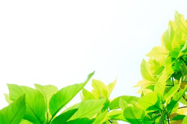 beyaz arkaplanda yeşil yapraklar izole 