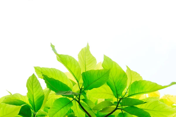 Hojas verdes aisladas sobre fondo blanco — Foto de Stock