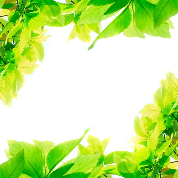 Beyaz arkaplanda yeşil yapraklar izole — Stok fotoğraf