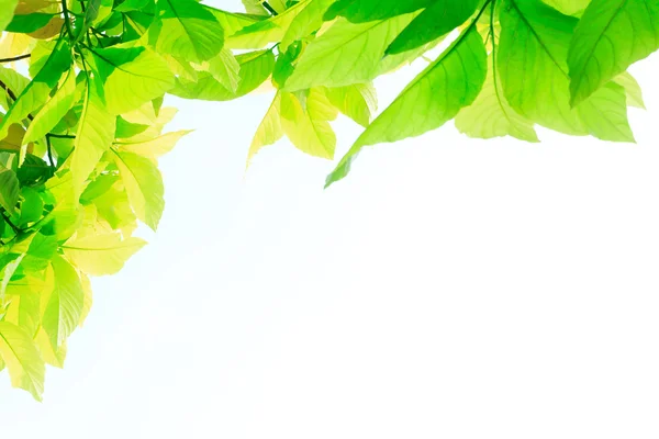 Gröna blad isolerad på vit bakgrund — Stockfoto