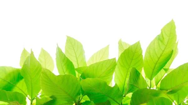 beyaz arkaplanda yeşil yapraklar izole 