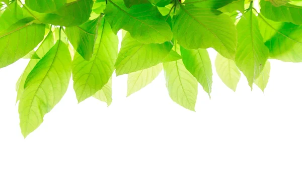beyaz arkaplanda yeşil yapraklar izole 