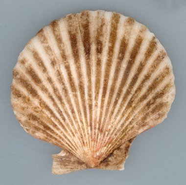 Kahverengi Akdeniz kabuğu desen dekorasyonu deniz tarağı