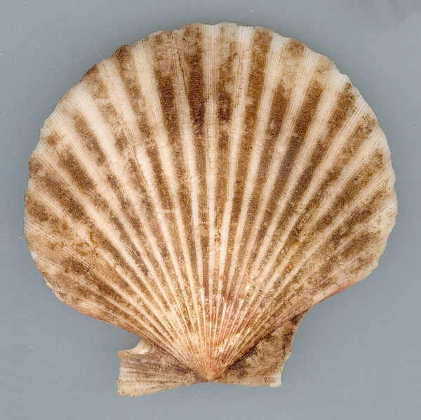 Kahverengi Akdeniz kabuğu desen dekorasyonu deniz tarağı