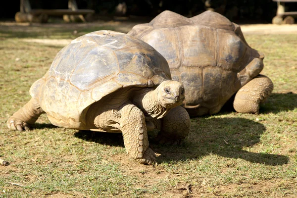 Черепахи Стоковое Изображение