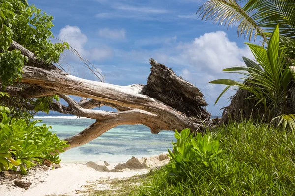 Stranden i Seychellerna — Stockfoto