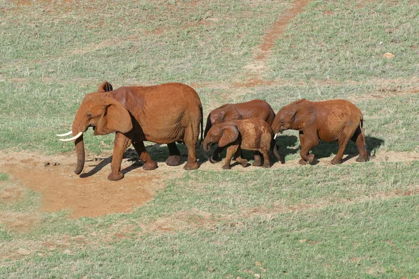 Cuatro elefantes. Kenia, Tsavo East National Park . — Foto de Stock