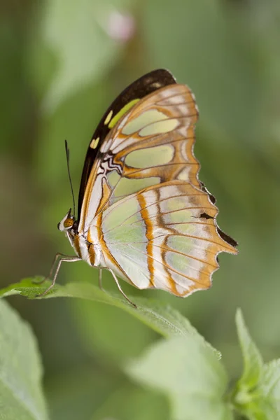 Pretty butterfly on a green leaf. — Stock Photo, Image