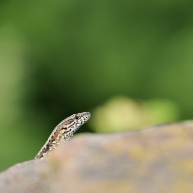 yaygın duvar kertenkele