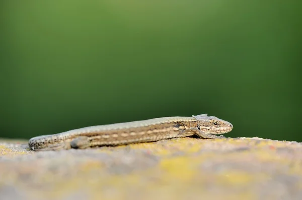 Mauereidechse — Stockfoto