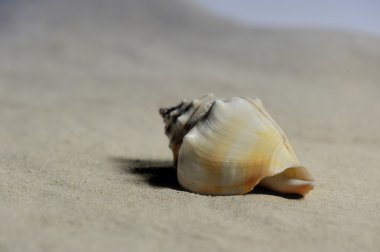 Deniz salyangoz