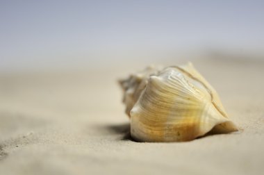 Deniz salyangoz