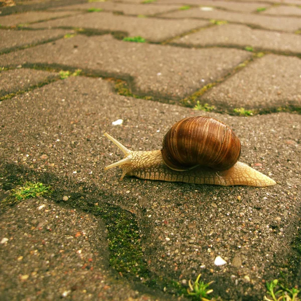 천천히 달팽이 — 스톡 사진