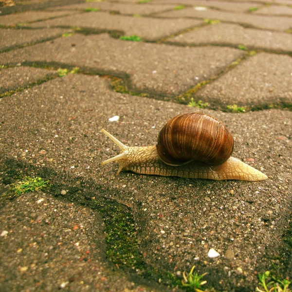 Caracol lento — Fotografia de Stock