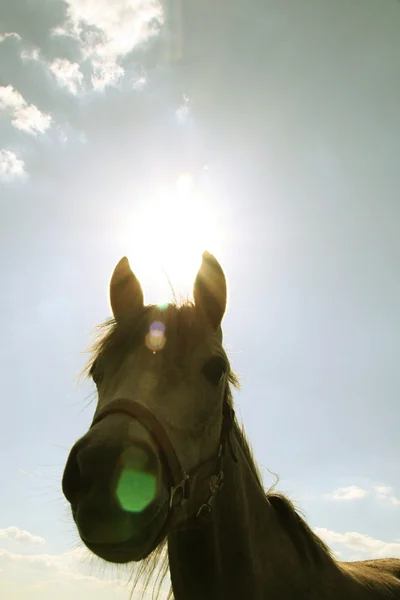 馬 ロイヤリティフリーのストック写真