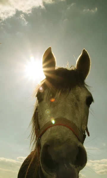 Ritratto cavallo — Foto Stock