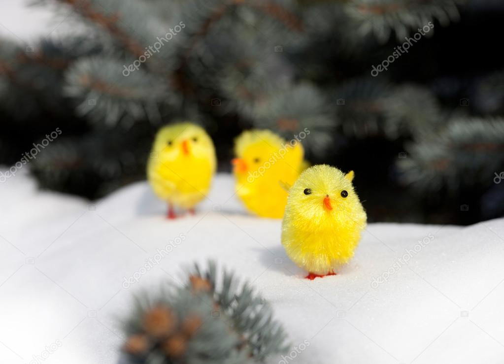 Chickens on the snow