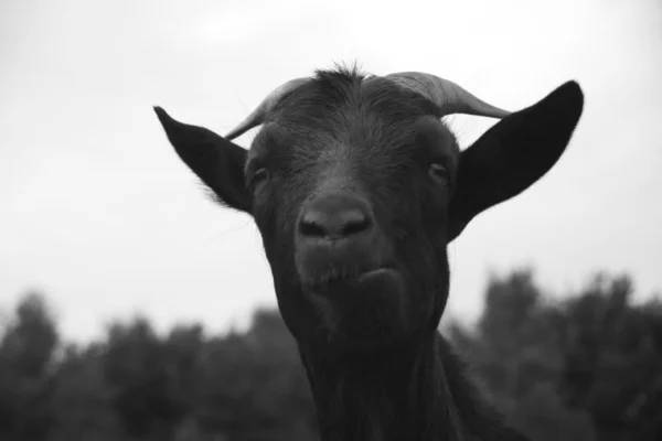 Happy Goat — Stock Photo, Image