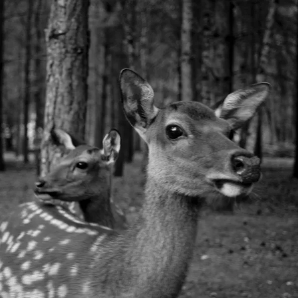 Two Fallow deer standing — 图库照片