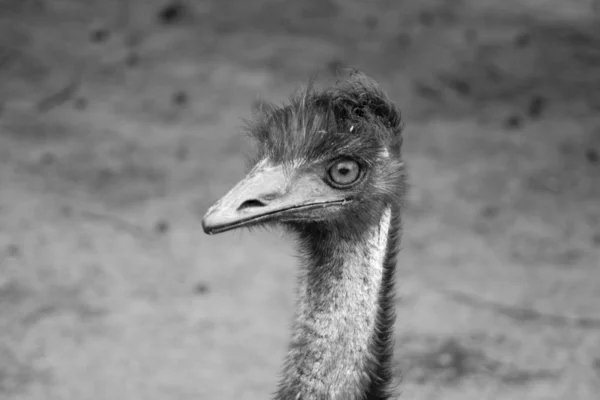 Struisvogel portret — Stockfoto