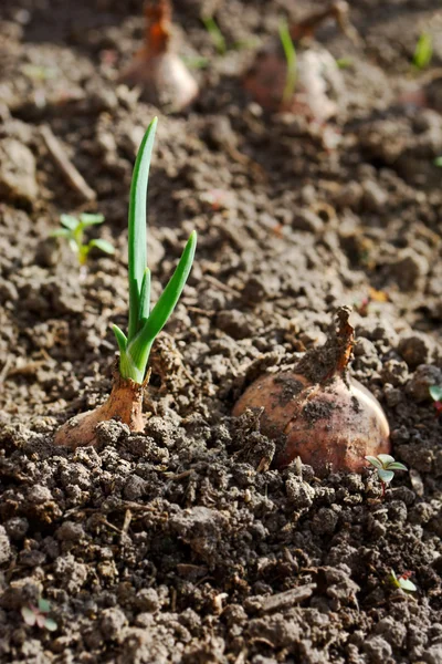 Two onions in the soil with fresh leaves — Stock Photo, Image