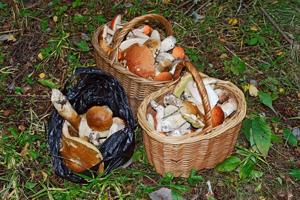 Big harvest of the edible mushrooms — Stock Photo, Image