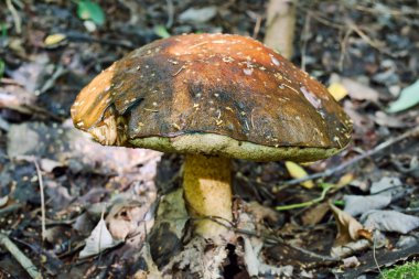 eski bir kahverengi kap çörek