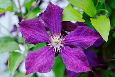 Mor akasma yakın çekim