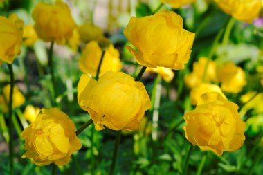 ilkbaharda çiçek açan globeflower