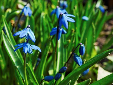 Bluebell çiçekler ilkbaharda