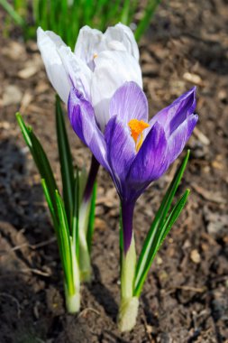 Beyaz ve mor kır çiçekleri
