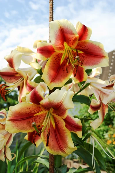 サマー ガーデンでのカップルのユリの花 — ストック写真