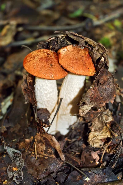 Couple of orange-cap boletuses under foliage arch. — Stock Photo, Image